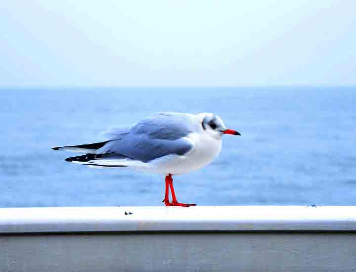 电话号码轰炸app